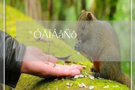 红桥专业讨债公司有哪些核心服务？